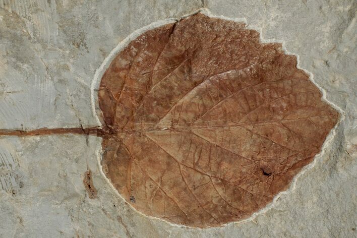 4" Fossil Leaf (Davidia) - Montana